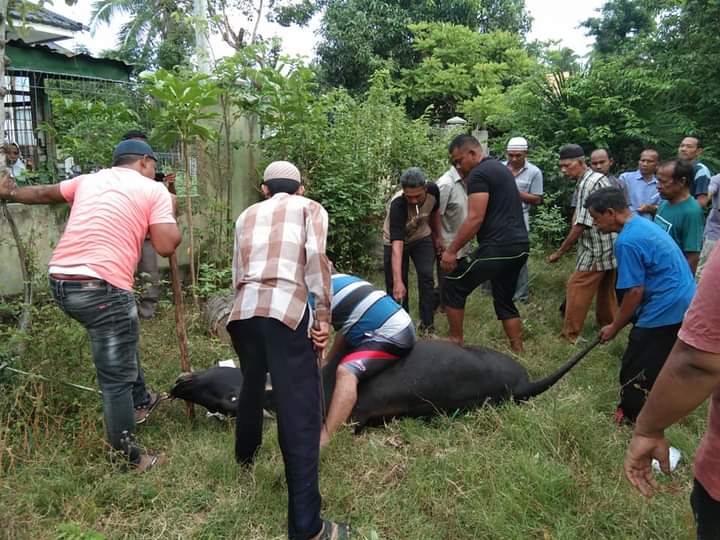 Suasana Qurban Idul Adha